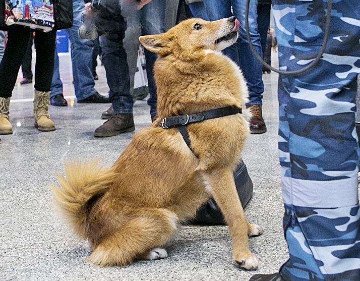 Собаки в аэропортах порода